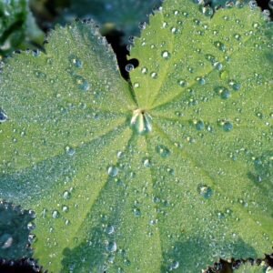 Hydration Bladder 3L